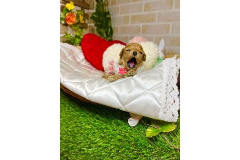 販売中の愛知県のトイプードル-387438の6枚目