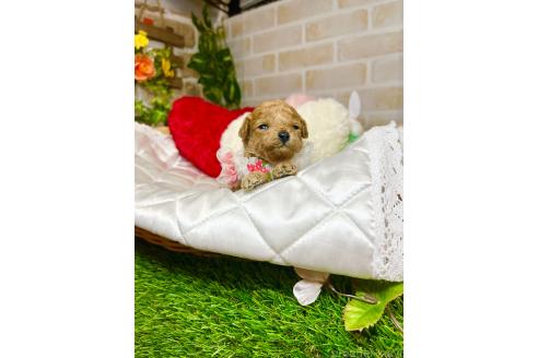 販売中の愛知県のトイプードル-387438の3枚目