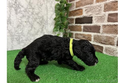 販売中の愛知県のミックス犬-387464の7枚目