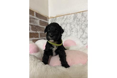 販売中の愛知県のミックス犬-387464の4枚目