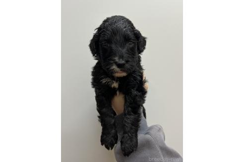 販売中の愛知県のミックス犬-387464の3枚目