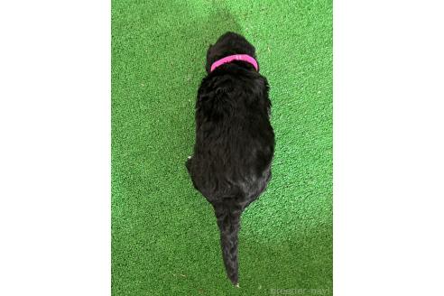 販売中の愛知県のミックス犬-387465の9枚目