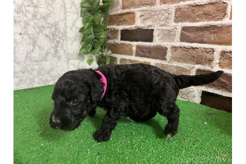 販売中の愛知県のミックス犬-387465の8枚目