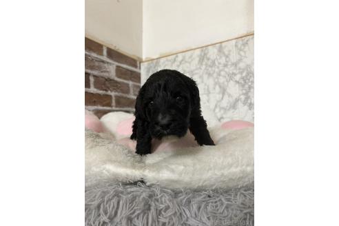 販売中の愛知県のミックス犬-387465の7枚目
