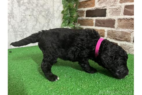 販売中の愛知県のミックス犬-387465の6枚目