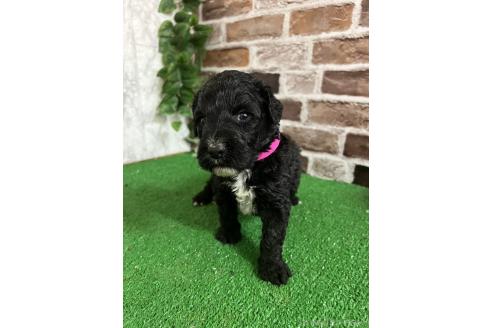販売中の愛知県のミックス犬-387465の5枚目