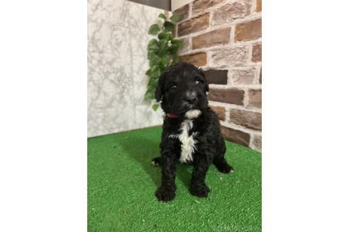 販売中の愛知県のミックス犬-387465の4枚目
