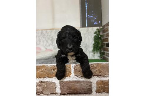販売中の愛知県のミックス犬-387465の3枚目