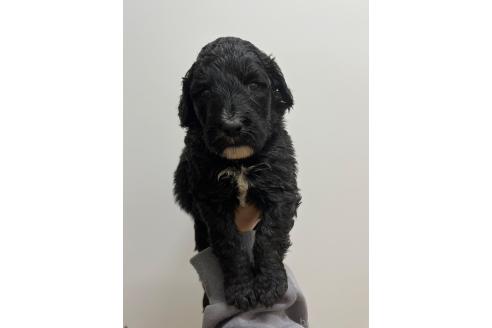販売中の愛知県のミックス犬-387465の2枚目