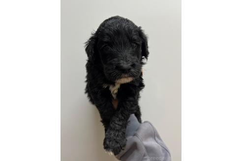 販売中の愛知県のミックス犬-387466の7枚目