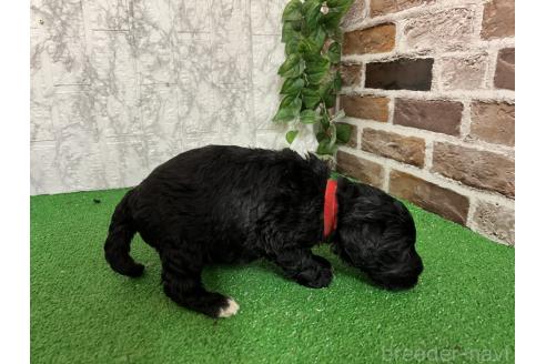 販売中の愛知県のミックス犬-387466の6枚目