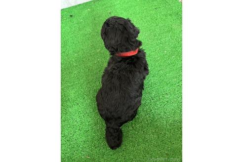 販売中の愛知県のミックス犬-387466の5枚目