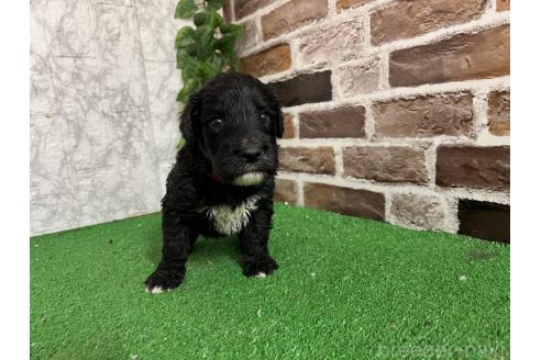 販売中の愛知県のミックス犬-387466の4枚目