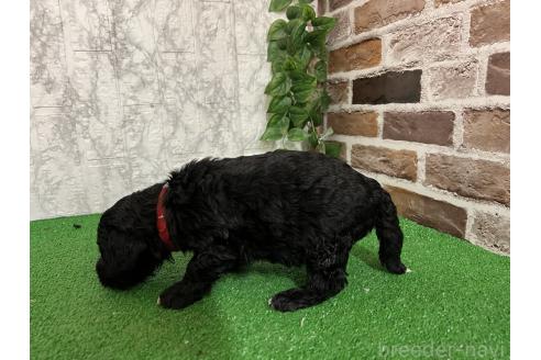 販売中の愛知県のミックス犬-387466の2枚目