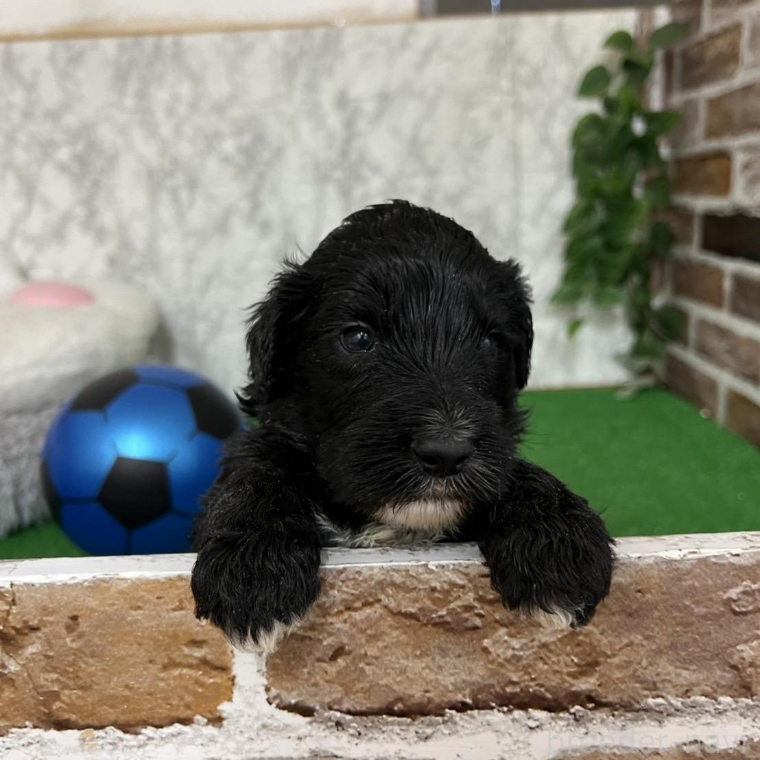販売中の愛知県のミックス犬-387466