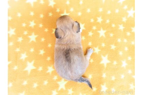 販売中の千葉県のチワワ(ロングコート)-385608の18枚目