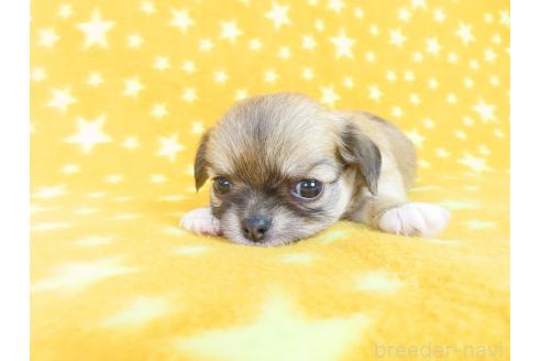 販売中の千葉県のチワワ(ロングコート)-385608の14枚目
