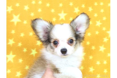 成約済の千葉県のパピヨン-379311の8枚目