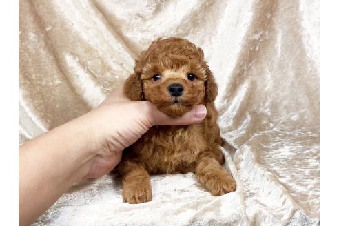 販売中の宮城県のトイプードル-387479の1枚目