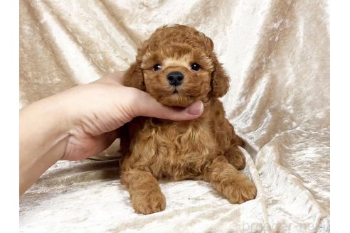 販売中の宮城県のトイプードル-387479の2枚目