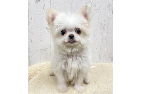 販売中の千葉県のチワマル:チワワ×マルチーズ-387478の1枚目