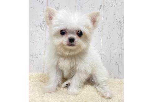販売中の千葉県のチワマル:チワワ×マルチーズ-387478の3枚目
