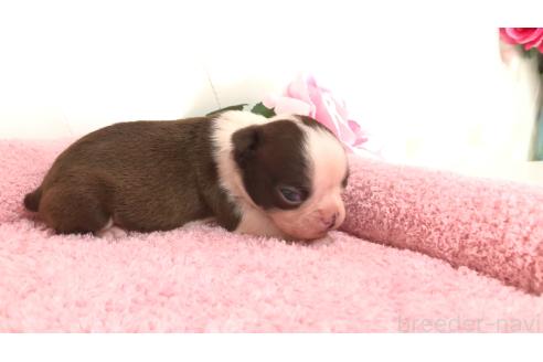 販売中の埼玉県のボストンテリア-387482の6枚目