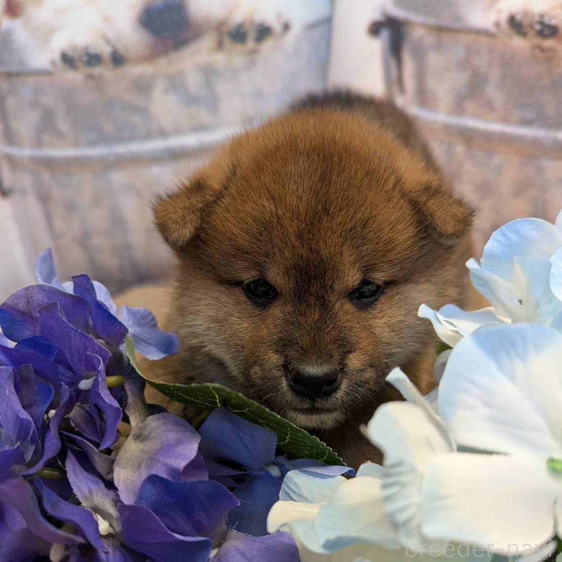 販売中の大分県の柴犬-387488の3枚目