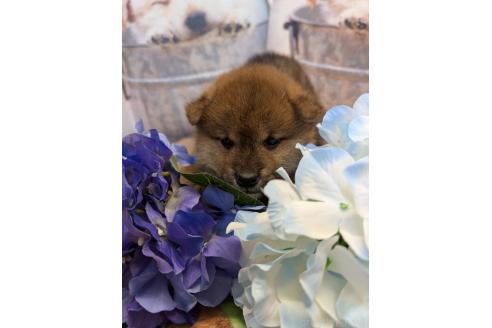 販売中の大分県の柴犬-387488の2枚目