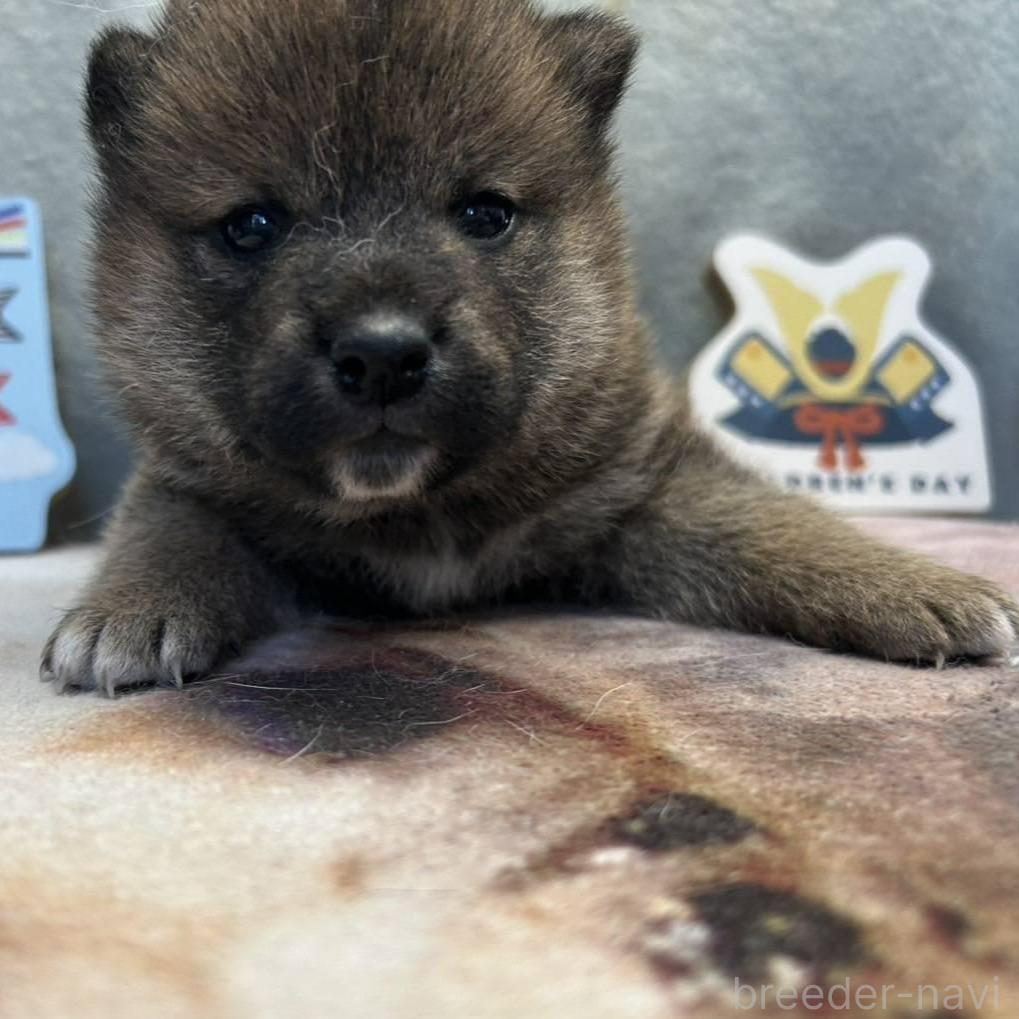 販売中の大分県の柴犬-387489の3枚目