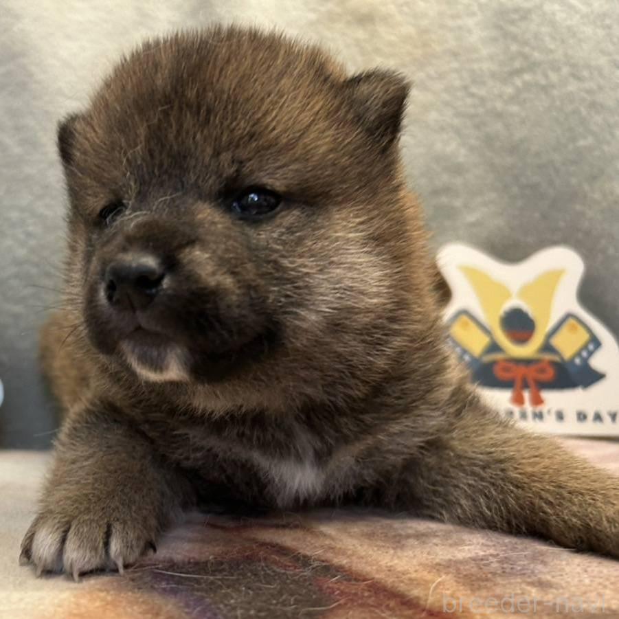 販売中の大分県の柴犬-387489の2枚目
