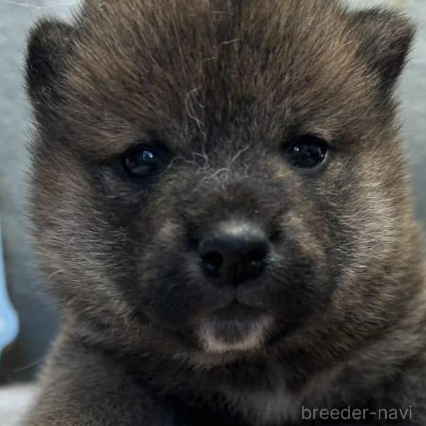 販売中の大分県の柴犬-387489の1枚目