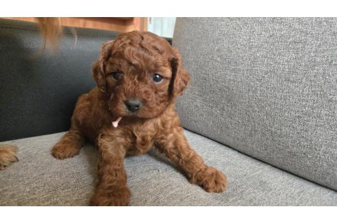 販売中の鹿児島県のキャバプー:キャバリア×トイプードル-387492の4枚目