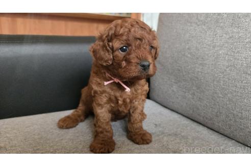 販売中の鹿児島県のキャバプー:キャバリア×トイプードル-387492の3枚目