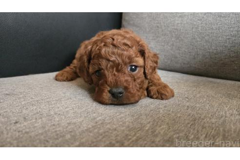 販売中の鹿児島県のキャバプー:キャバリア×トイプードル-387492の2枚目