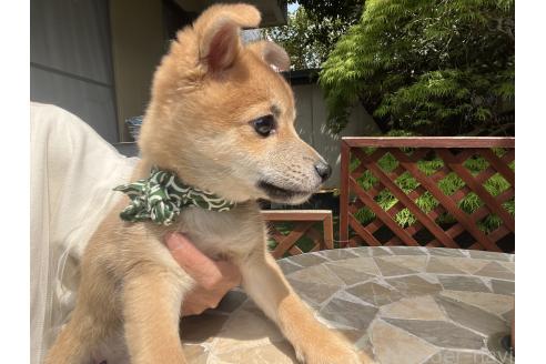 販売中の埼玉県のミックス犬-372853の4枚目