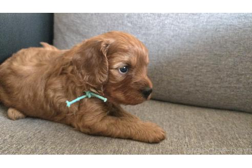 販売中の鹿児島県のキャバプー:キャバリア×トイプードル-387494の3枚目