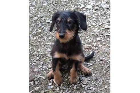 販売中の岐阜県のミックス犬-369840