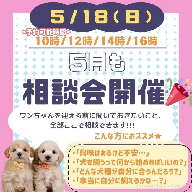 販売中の神奈川県のポメラニアン-387507の7枚目