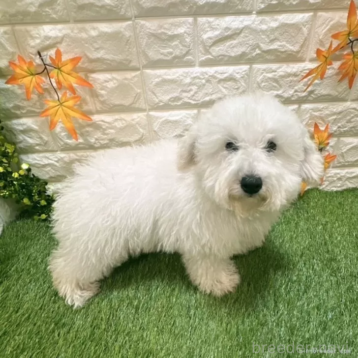 成約済の愛知県のトイプードル-376028の5枚目