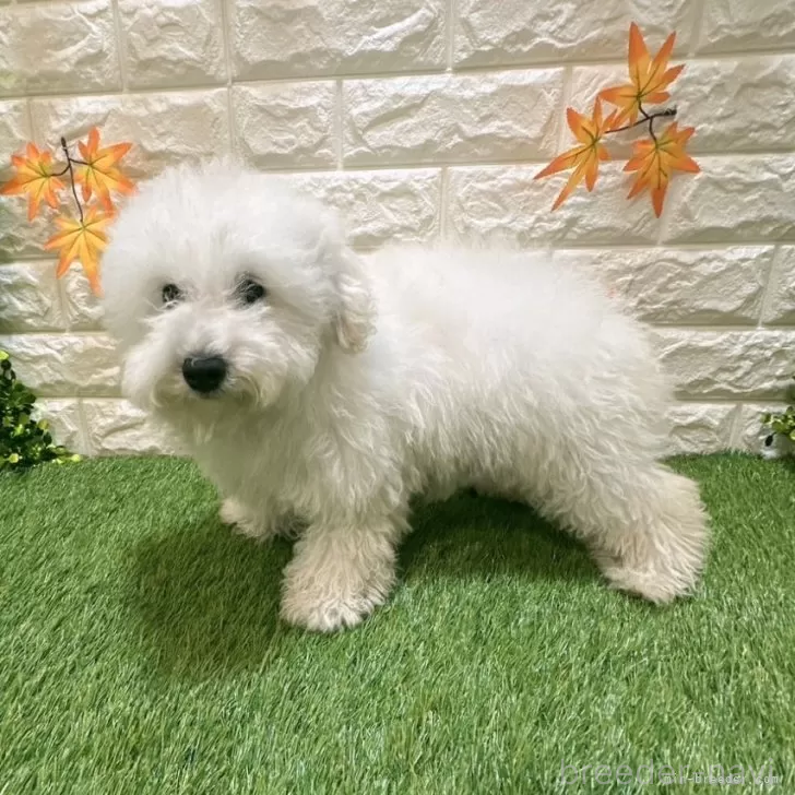 成約済の愛知県のトイプードル-376028の4枚目