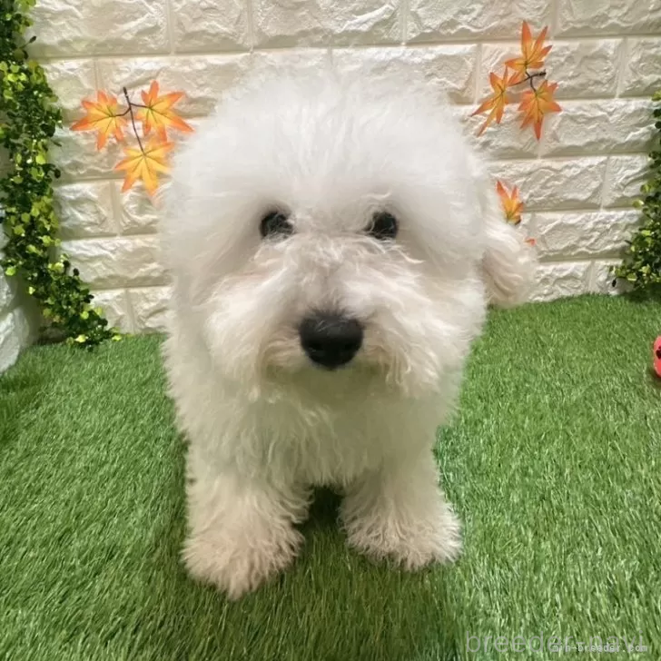 成約済の愛知県のトイプードル-376028の3枚目