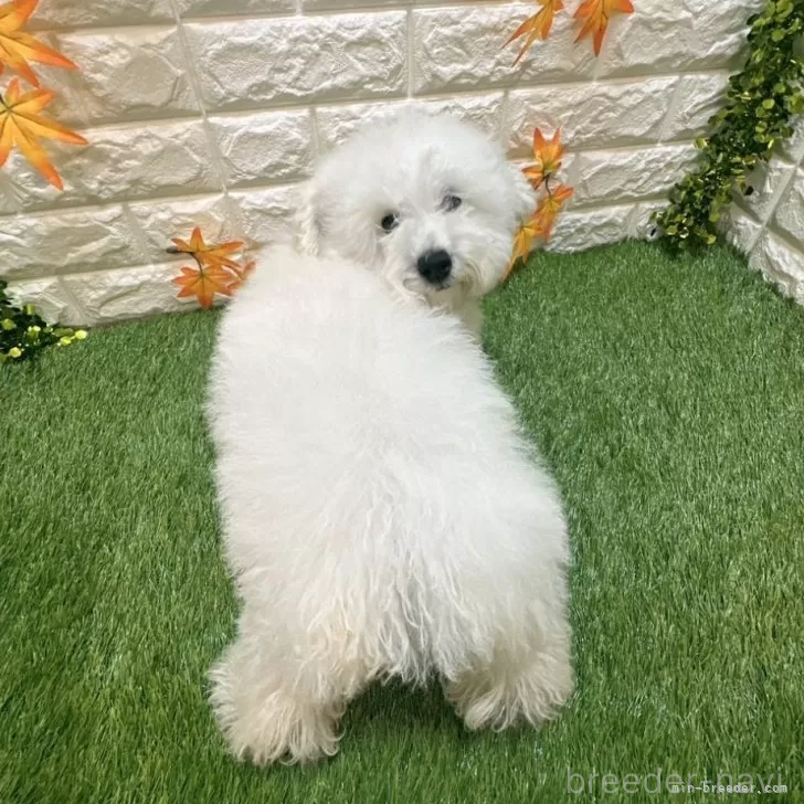 成約済の愛知県のトイプードル-376028の2枚目