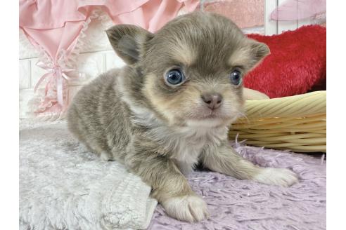 販売中の神奈川県のチワワ(ロングコート)-387526の5枚目