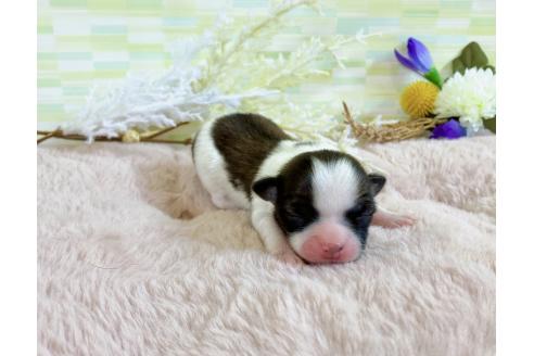 販売中の福岡県のミックス犬-387529の11枚目