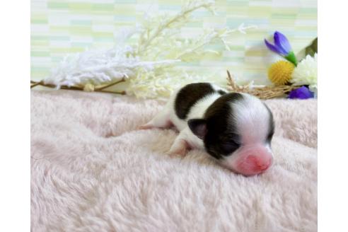 販売中の福岡県のミックス犬-387532の12枚目