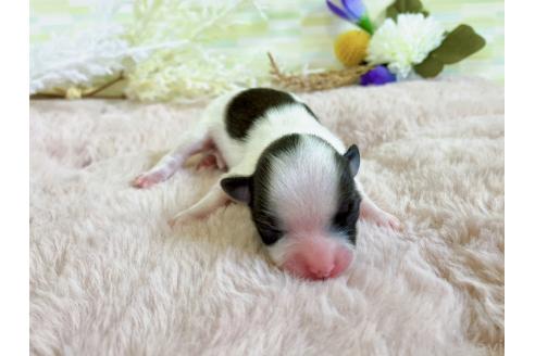販売中の福岡県のミックス犬-387532の11枚目