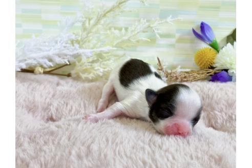 販売中の福岡県のミックス犬-387532の9枚目