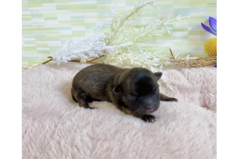 販売中の福岡県のミックス犬-387533の8枚目