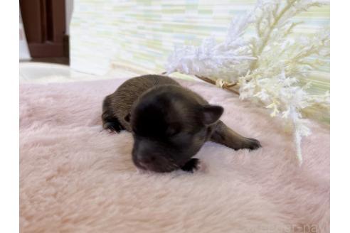 販売中の福岡県のミックス犬-387533の7枚目